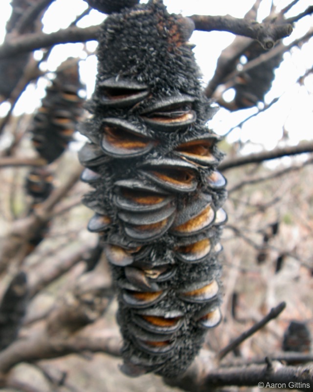 Banksia, burnt