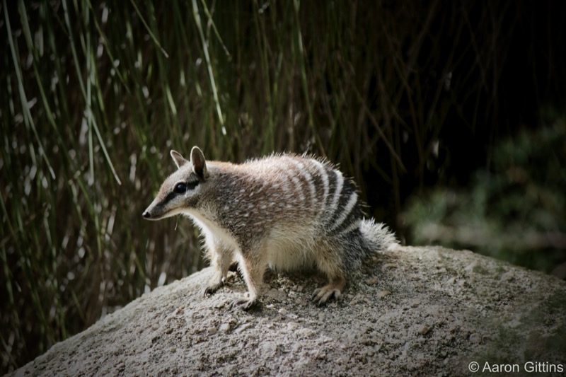 Numbat