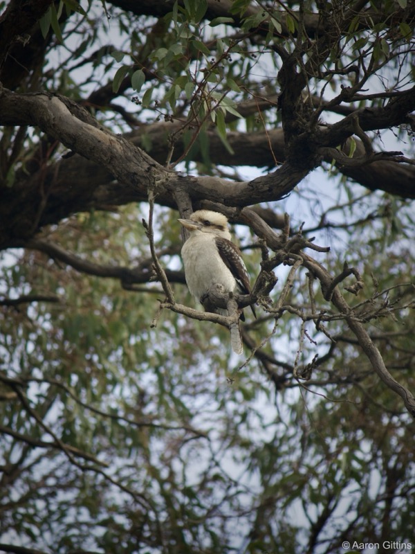 Kookaburra