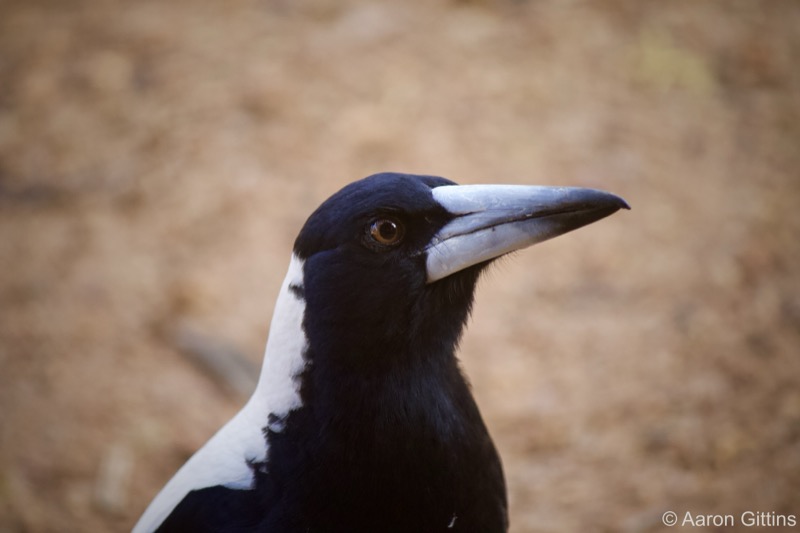 Magpie