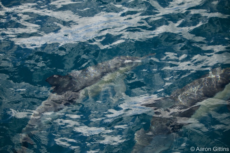 Dolphins underwater