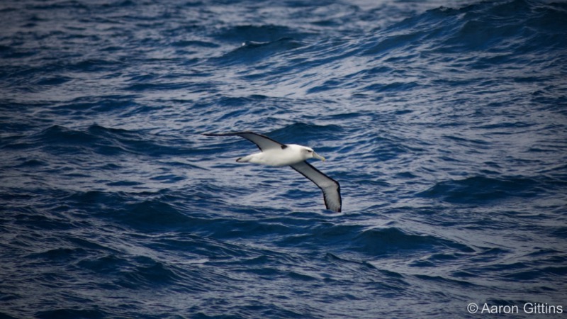 Albatross