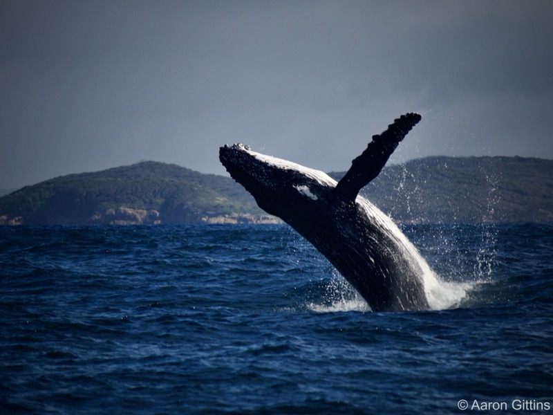 Humpback whale breaching