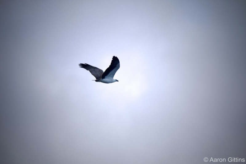 Sea eagle