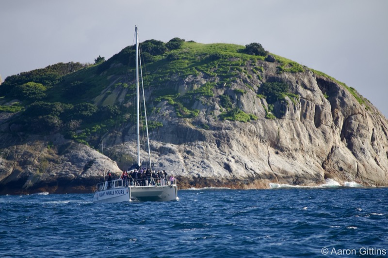Whale watching boat