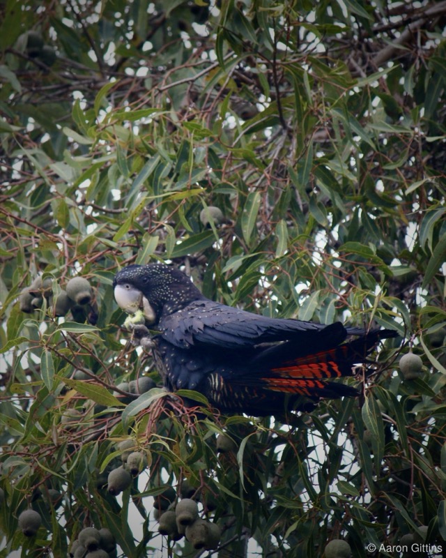 Red-tailed black cockatoo