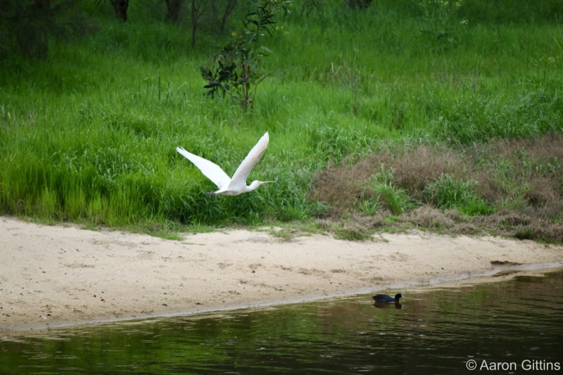 Spoonbill