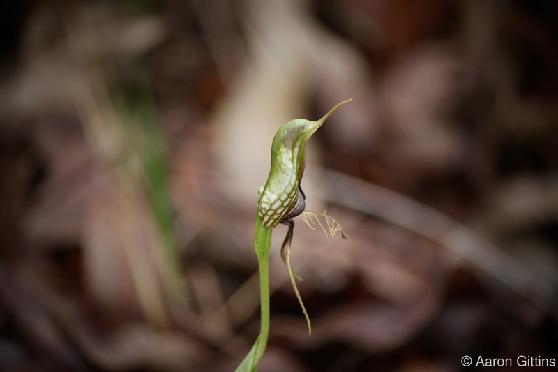 Bird orchid
