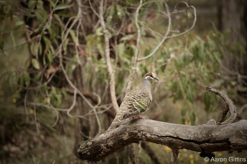 Bronzewing pigeon