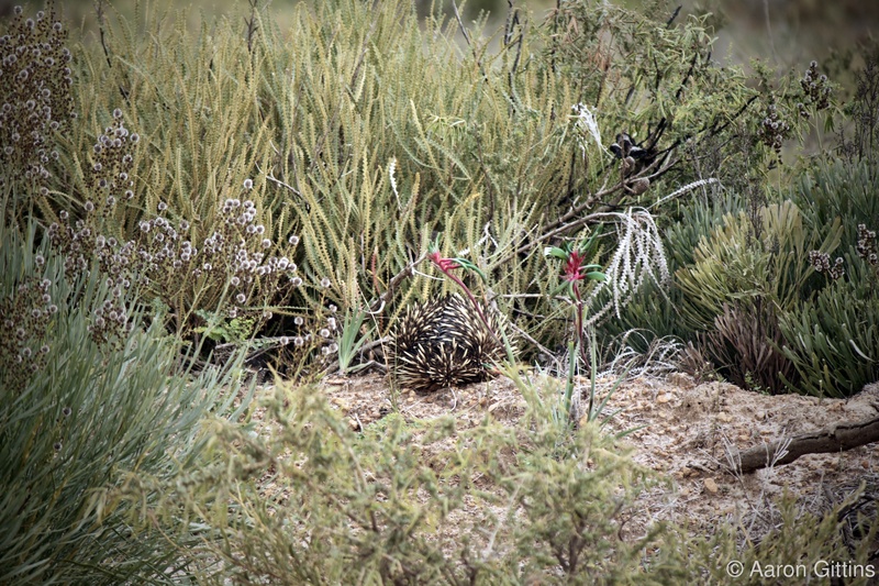 Echidna