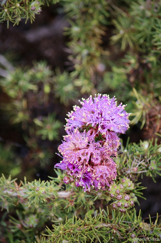 Melaleuca kybeliona